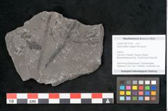 Foto (Objekt + Etikett) von Sphenopteris elegans Brongniart (NHMW-GEO-2024-0188-10794)